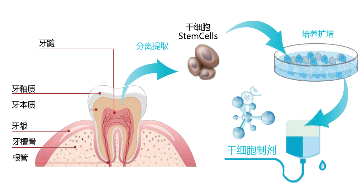 1716192237190827.png 乳牙干细胞12.png